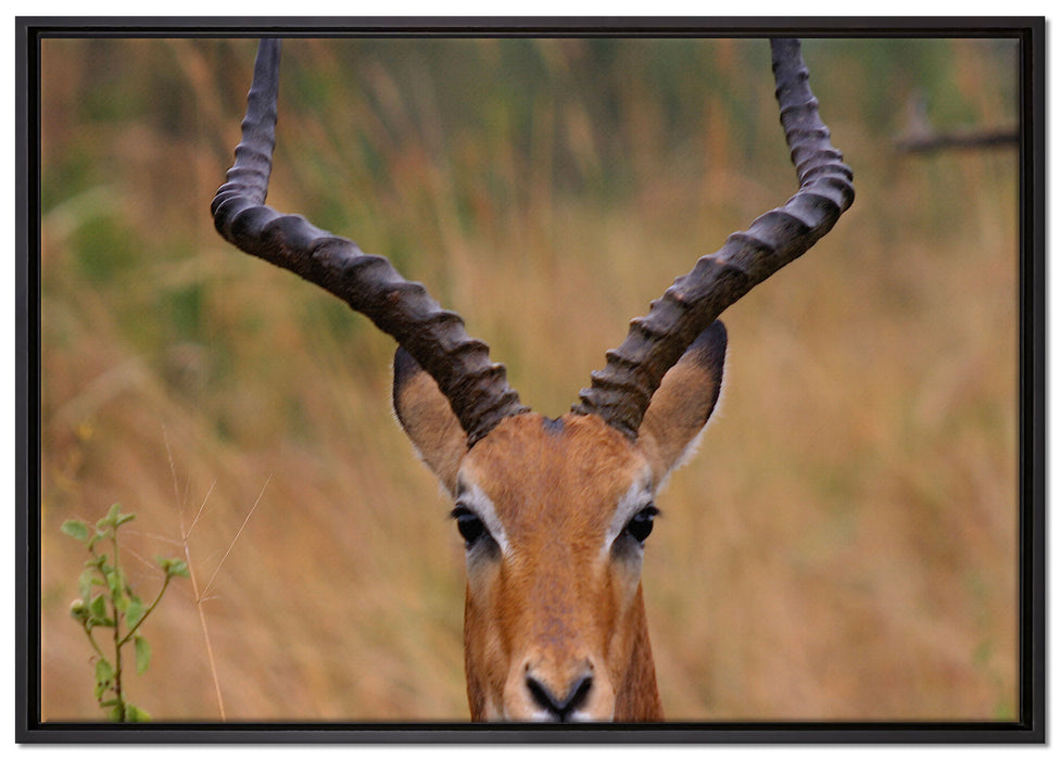 prächtige Dorkasgazelle auf Leinwandbild gerahmt Größe 100x70