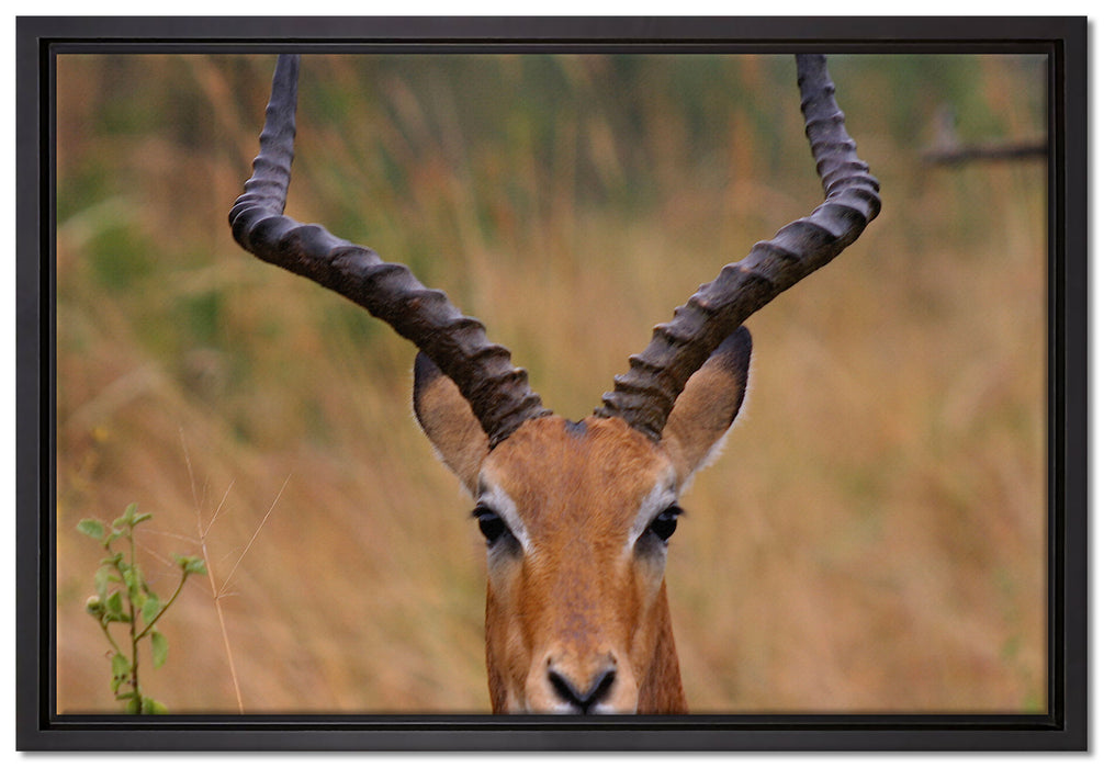 prächtige Dorkasgazelle auf Leinwandbild gerahmt Größe 60x40
