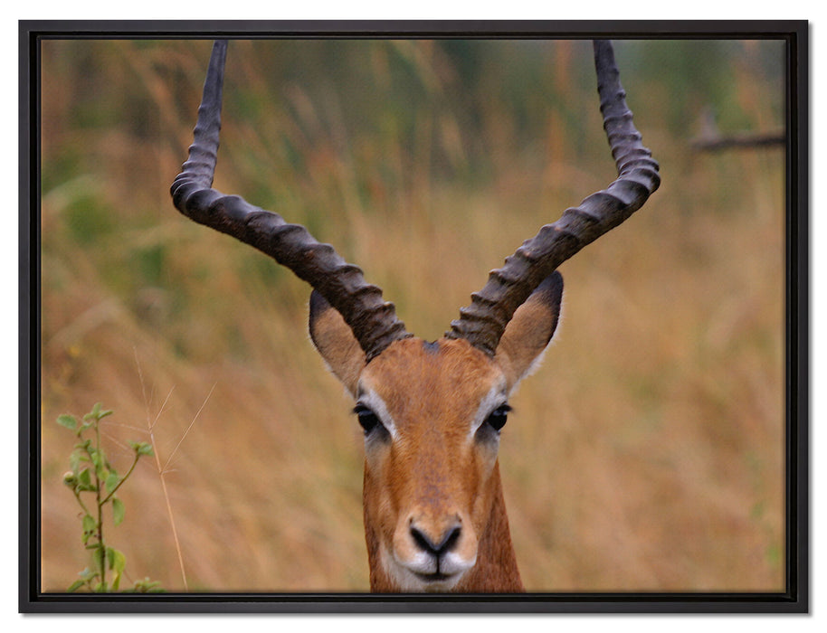 prächtige Dorkasgazelle auf Leinwandbild gerahmt Größe 80x60