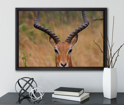 prächtige Dorkasgazelle auf Leinwandbild gerahmt mit Kirschblüten