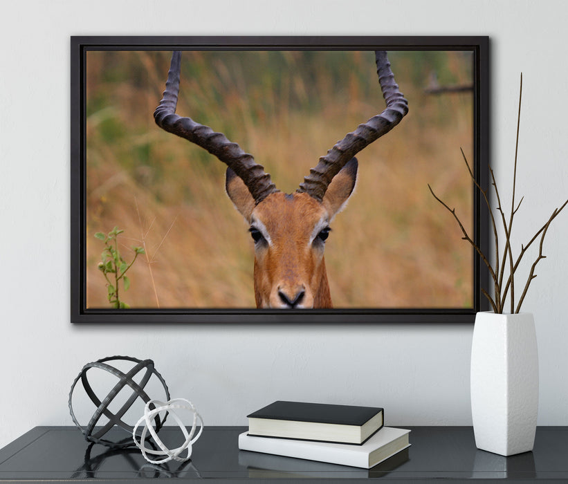 prächtige Dorkasgazelle auf Leinwandbild gerahmt mit Kirschblüten