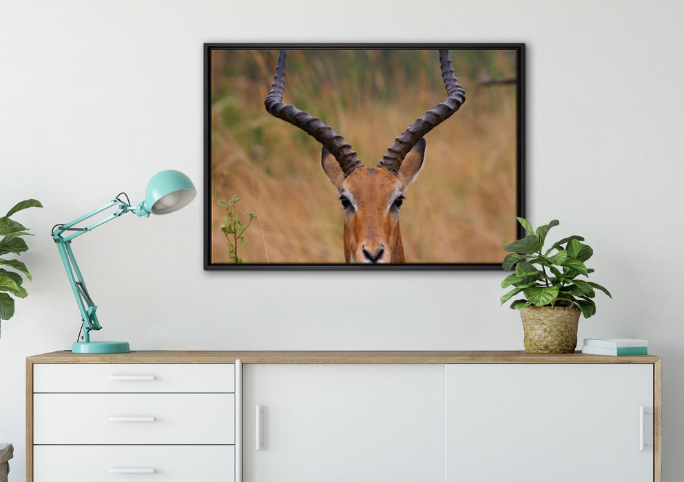 prächtige Dorkasgazelle auf Leinwandbild gerahmt verschiedene Größen im Wohnzimmer