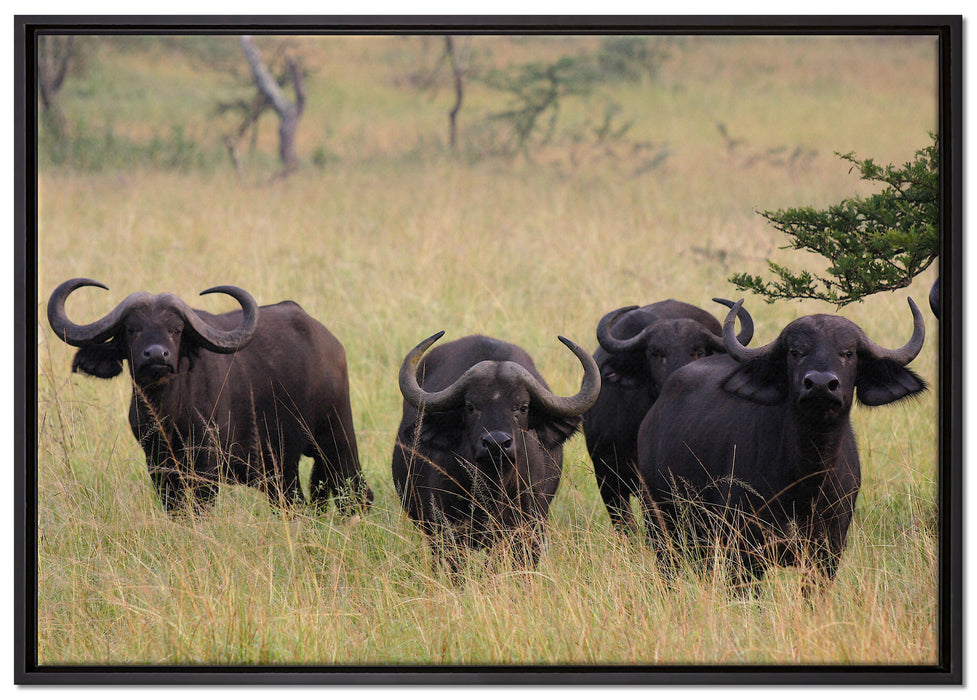 wachsame Kaffernbüffel Herde auf Leinwandbild gerahmt Größe 100x70