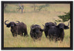 wachsame Kaffernbüffel Herde auf Leinwandbild gerahmt Größe 60x40