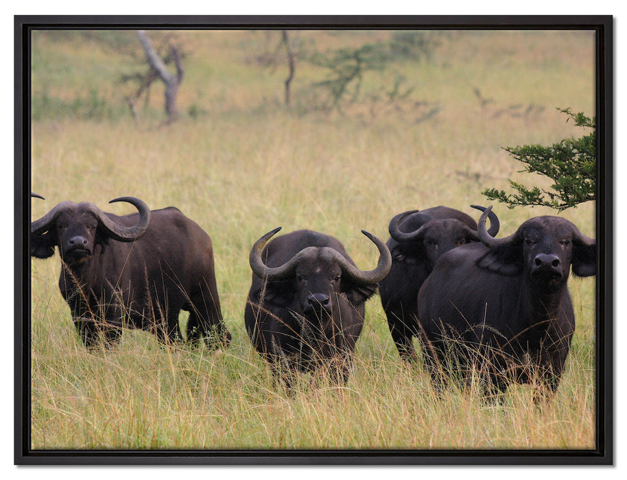 wachsame Kaffernbüffel Herde auf Leinwandbild gerahmt Größe 80x60