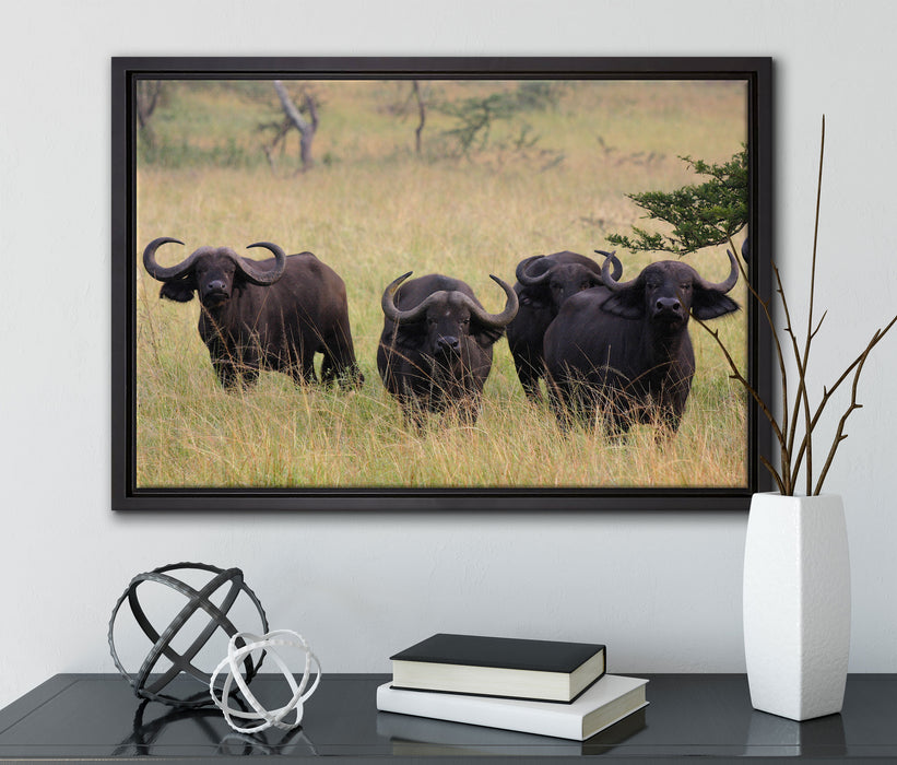 wachsame Kaffernbüffel Herde auf Leinwandbild gerahmt mit Kirschblüten