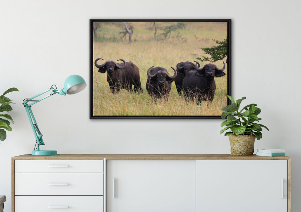 wachsame Kaffernbüffel Herde auf Leinwandbild gerahmt verschiedene Größen im Wohnzimmer