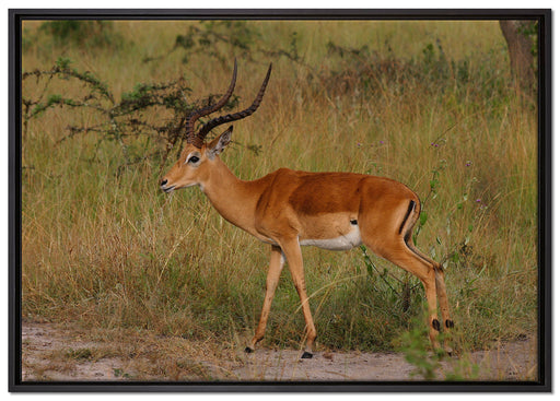 Dorkasgazelle in der Savanne auf Leinwandbild gerahmt Größe 100x70