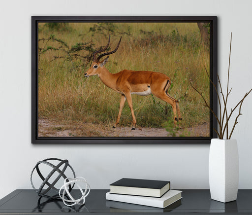Dorkasgazelle in der Savanne auf Leinwandbild gerahmt mit Kirschblüten