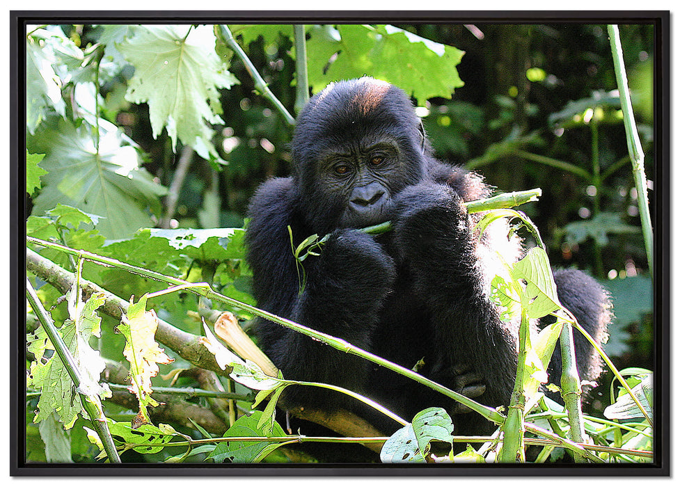 Gorilla beim Fressen auf Leinwandbild gerahmt Größe 100x70