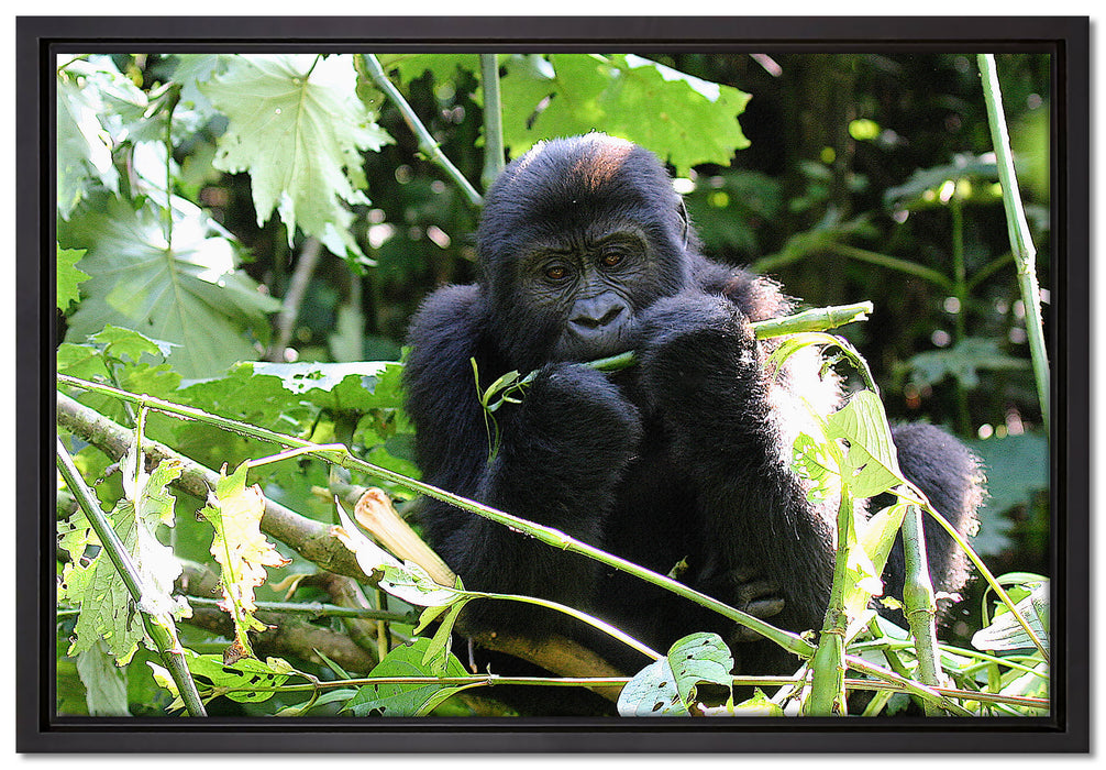 Gorilla beim Fressen auf Leinwandbild gerahmt Größe 60x40