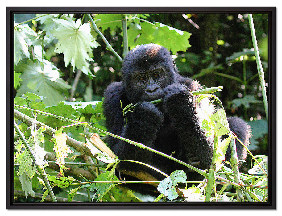Gorilla beim Fressen auf Leinwandbild gerahmt Größe 80x60