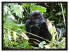 Gorilla beim Fressen auf Leinwandbild gerahmt Größe 80x60