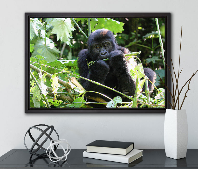 Gorilla beim Fressen auf Leinwandbild gerahmt mit Kirschblüten