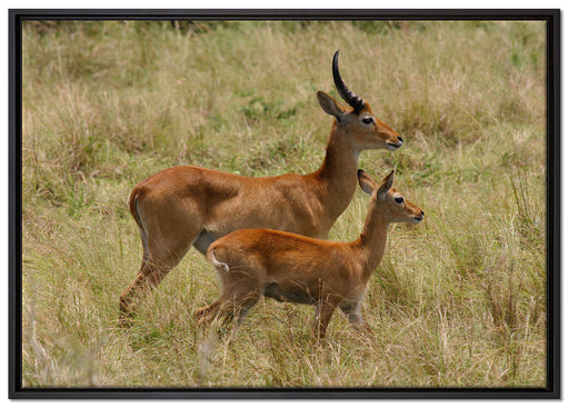 Dorkasgazelle mit Jungtier auf Leinwandbild gerahmt Größe 100x70
