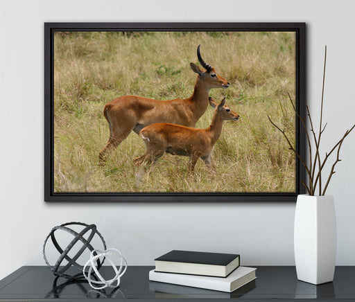 Dorkasgazelle mit Jungtier auf Leinwandbild gerahmt mit Kirschblüten