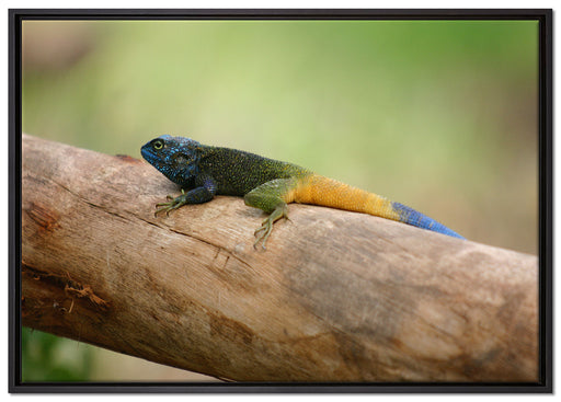 farbenfrohe Eidechse auf Leinwandbild gerahmt Größe 100x70