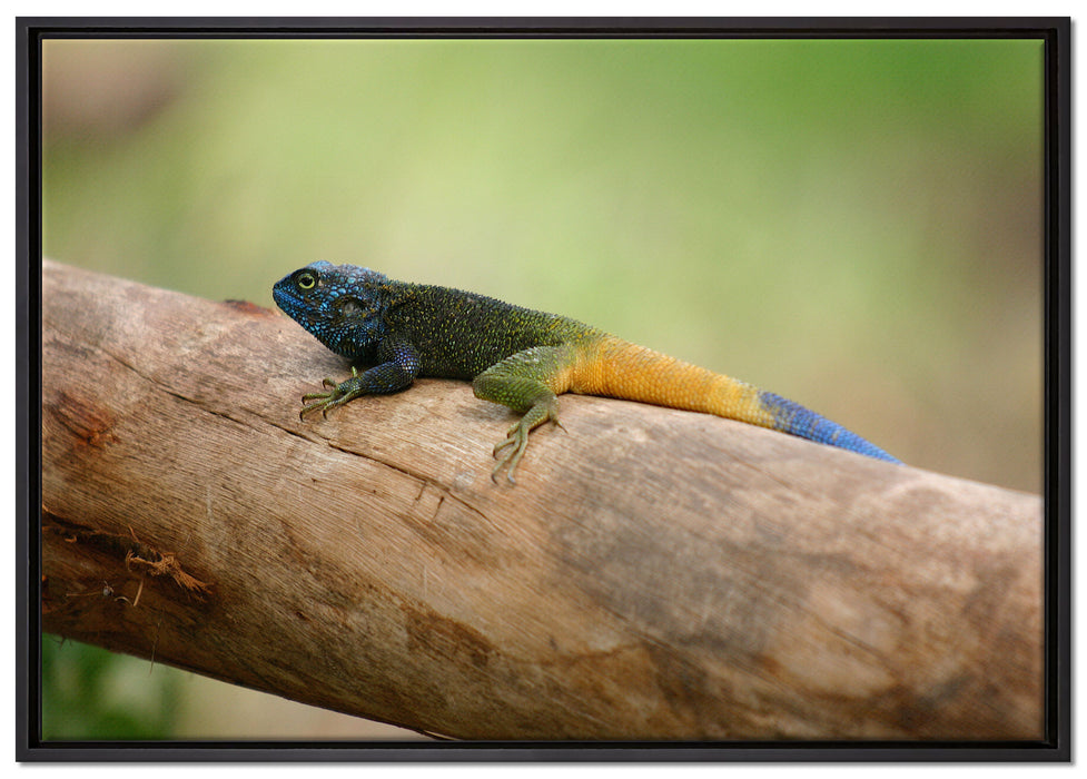 farbenfrohe Eidechse auf Leinwandbild gerahmt Größe 100x70