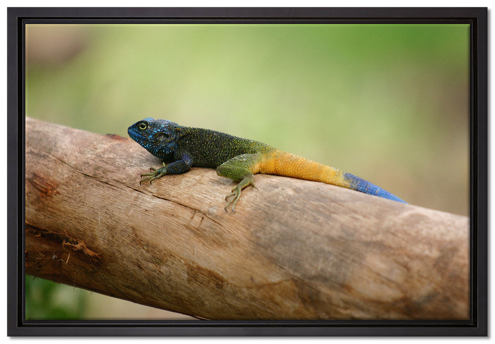 farbenfrohe Eidechse auf Leinwandbild gerahmt Größe 60x40