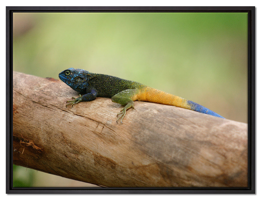 farbenfrohe Eidechse auf Leinwandbild gerahmt Größe 80x60