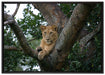 schöne Löwin auf Baum auf Leinwandbild gerahmt Größe 100x70