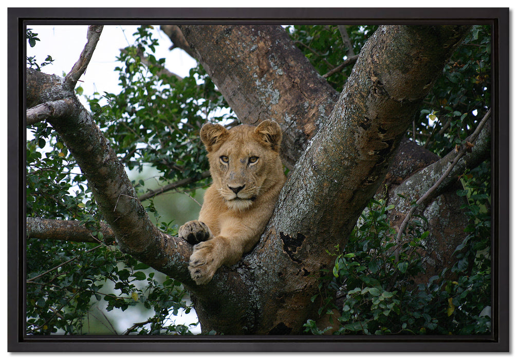 schöne Löwin auf Baum auf Leinwandbild gerahmt Größe 60x40