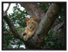 schöne Löwin auf Baum auf Leinwandbild gerahmt Größe 80x60