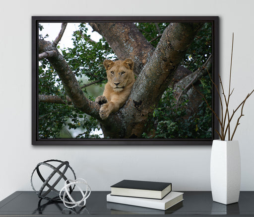 schöne Löwin auf Baum auf Leinwandbild gerahmt mit Kirschblüten
