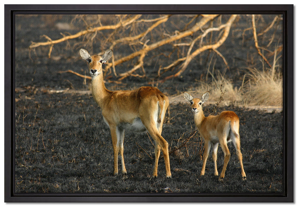 weibliche Gazelle mit Jungtier auf Leinwandbild gerahmt Größe 60x40