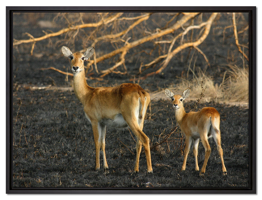 weibliche Gazelle mit Jungtier auf Leinwandbild gerahmt Größe 80x60