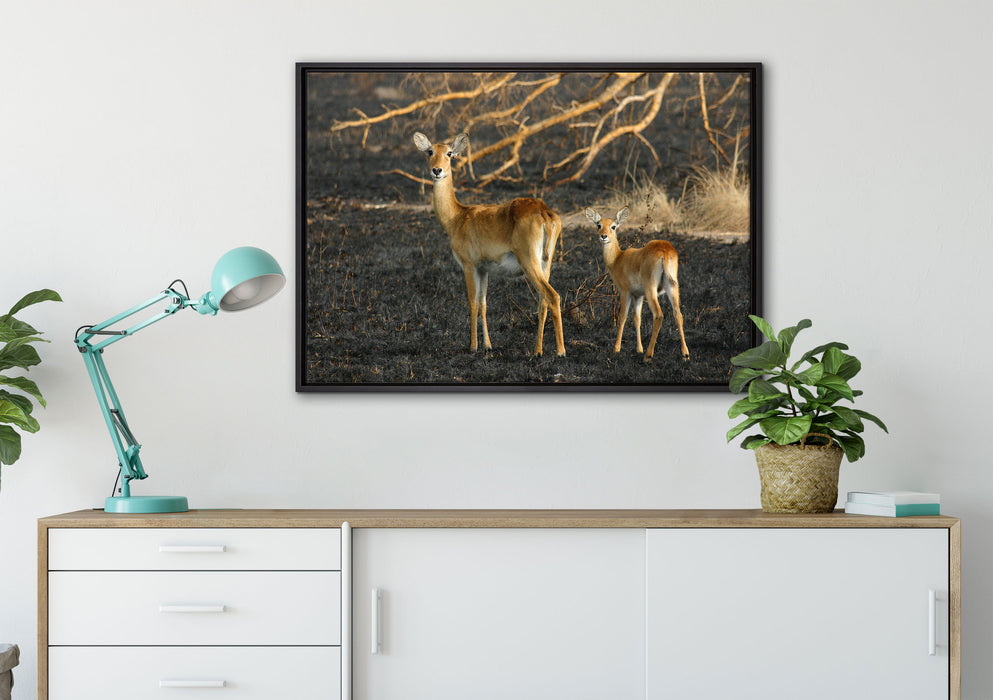 weibliche Gazelle mit Jungtier auf Leinwandbild gerahmt verschiedene Größen im Wohnzimmer