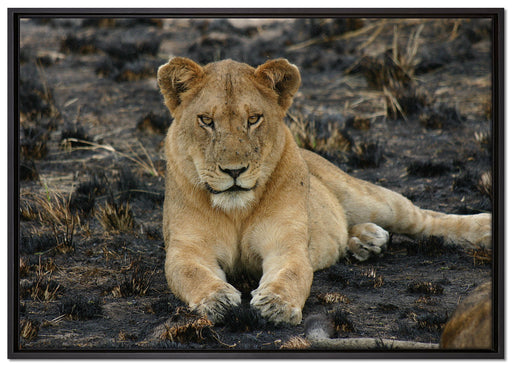 Löwin ruht auf Boden auf Leinwandbild gerahmt Größe 100x70