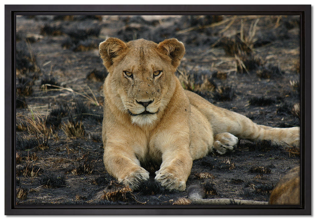 Löwin ruht auf Boden auf Leinwandbild gerahmt Größe 60x40
