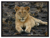 Löwin ruht auf Boden auf Leinwandbild gerahmt Größe 80x60