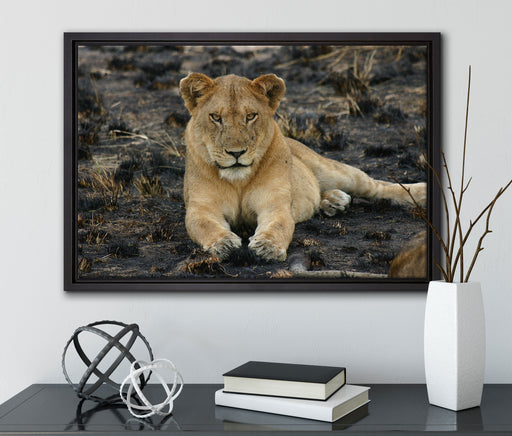 Löwin ruht auf Boden auf Leinwandbild gerahmt mit Kirschblüten