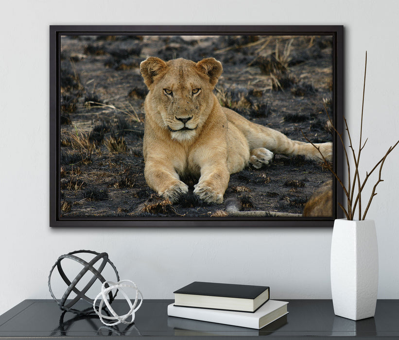 Löwin ruht auf Boden auf Leinwandbild gerahmt mit Kirschblüten
