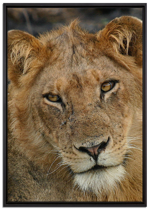 Löwenteenager auf Leinwandbild gerahmt Größe 100x70