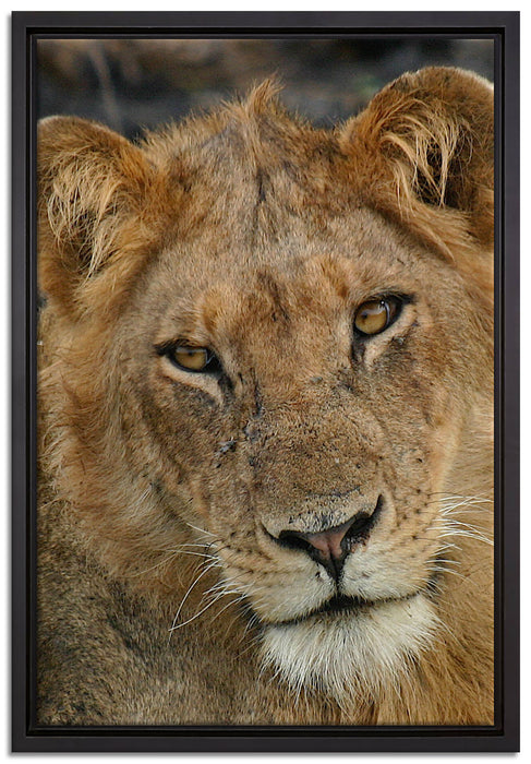 Löwenteenager auf Leinwandbild gerahmt Größe 60x40