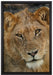 Löwenteenager auf Leinwandbild gerahmt Größe 60x40