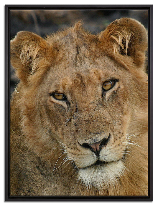 Löwenteenager auf Leinwandbild gerahmt Größe 80x60