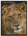 Löwenteenager auf Leinwandbild gerahmt Größe 80x60