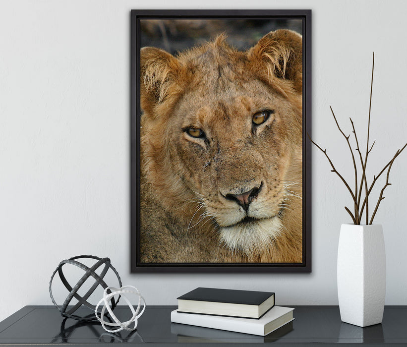 Löwenteenager auf Leinwandbild gerahmt mit Kirschblüten