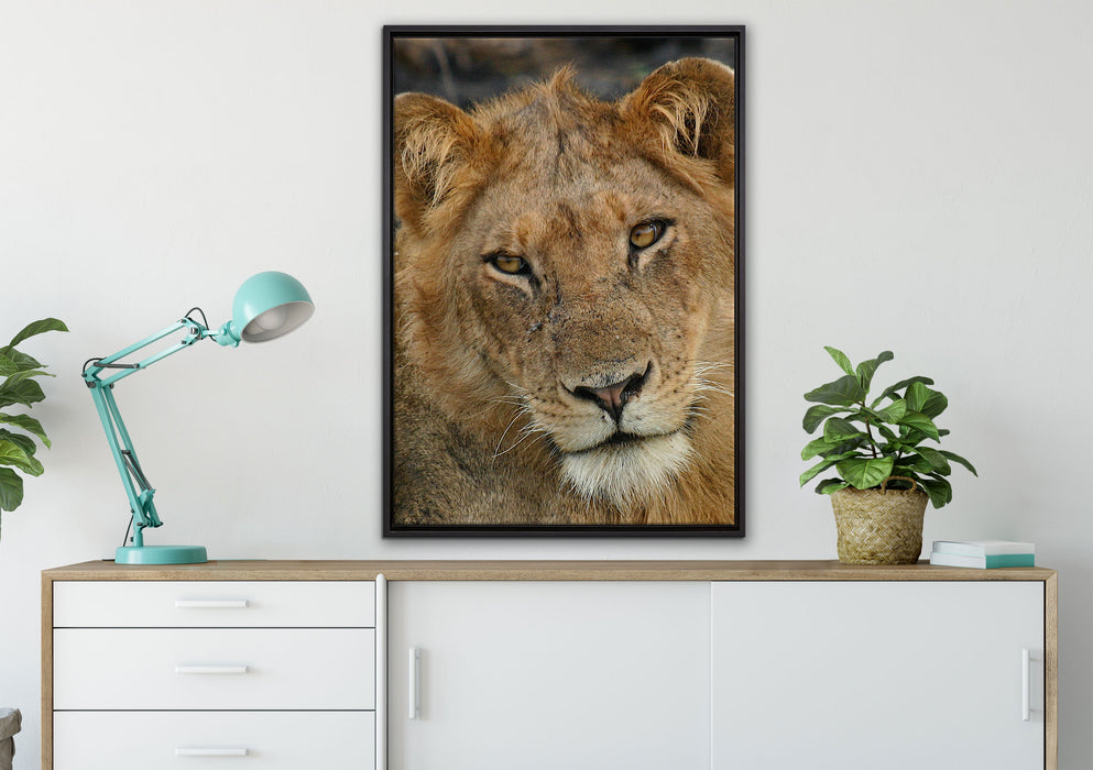 Löwenteenager auf Leinwandbild gerahmt verschiedene Größen im Wohnzimmer