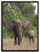 Elefantenkuh mit Jungtier auf Leinwandbild gerahmt Größe 80x60