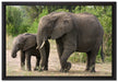 Elefantenkuh neben Jungtier auf Leinwandbild gerahmt Größe 60x40