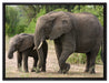 Elefantenkuh neben Jungtier auf Leinwandbild gerahmt Größe 80x60