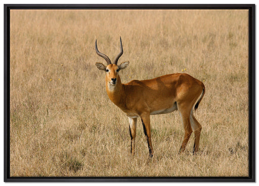 Dorkasgazelle im trockenen Gras auf Leinwandbild gerahmt Größe 100x70