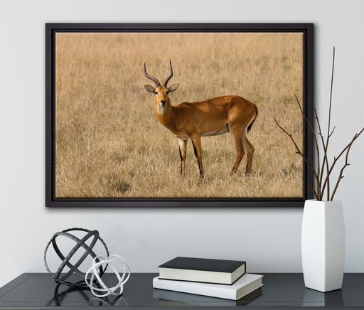 Dorkasgazelle im trockenen Gras auf Leinwandbild gerahmt mit Kirschblüten
