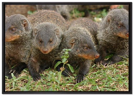 vier niedliche Zebramangusten auf Leinwandbild gerahmt Größe 100x70