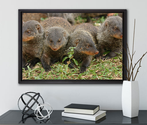 vier niedliche Zebramangusten auf Leinwandbild gerahmt mit Kirschblüten